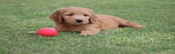 Goldendoodle honden te koop: Mooie Goldendoodle pups - Advertentie 26