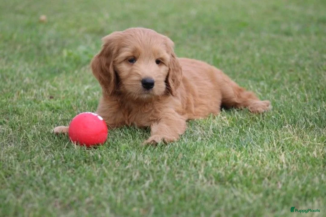 Goldendoodle honden te koop: Mooie Goldendoodle pups - Advertentie 1
