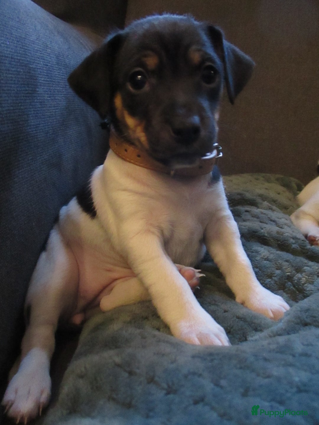 Jack Russel Terriër honden te koop: Jack  russel pups zoeken lief huis! nog 4 pups! - Advertentie 13