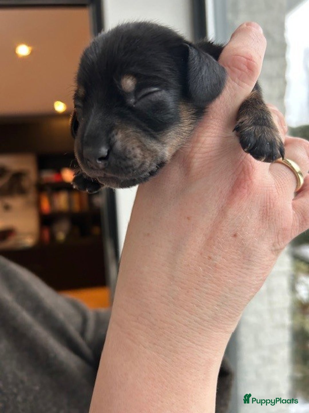 Teckel (korthaar)  honden te koop: Dwerg Teckel pups 2-1 geboren NOG 2 BESCHRIKBAAR - Advertentie 5