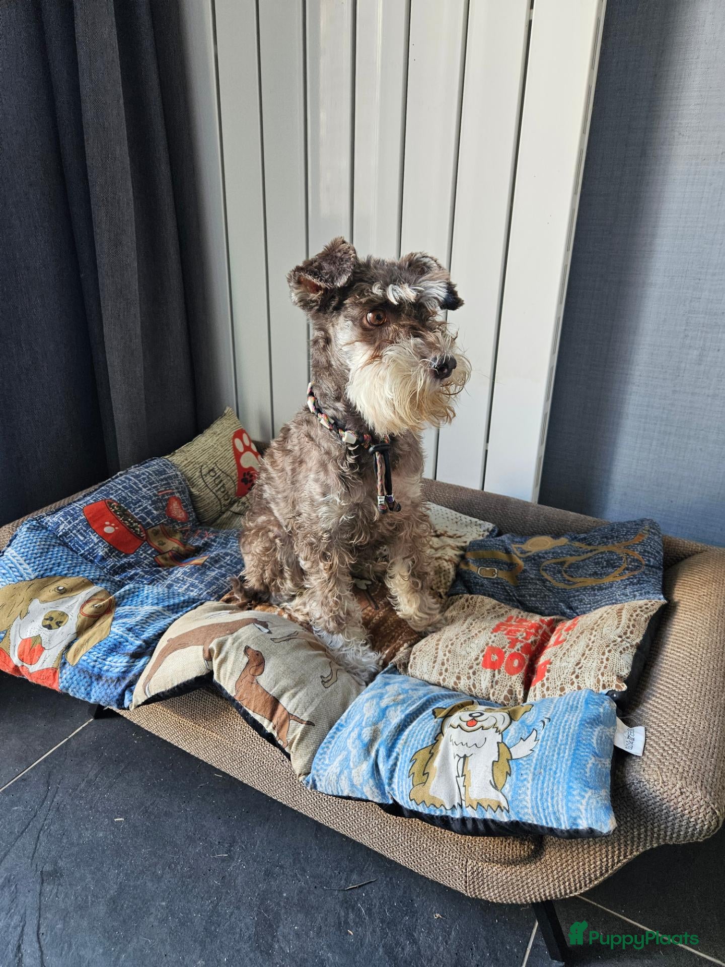 Dwergschnauzer honden Teefje zoekt nieuw baasje - Advertentie 14