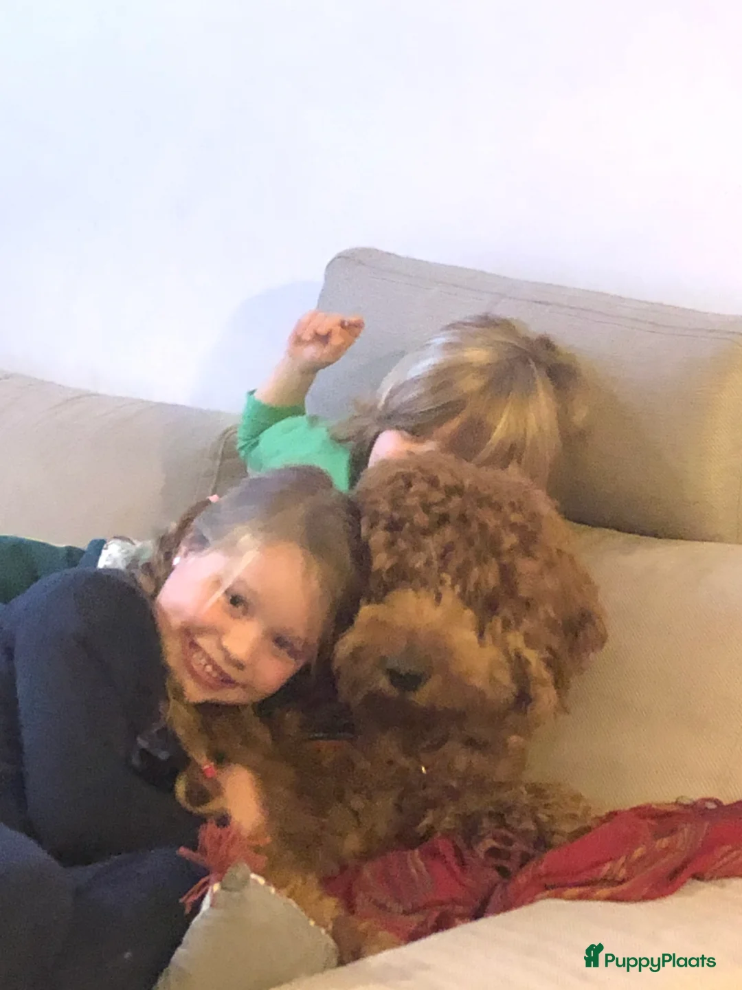 Labradoodle honden ter dekking: KNAPPE AUSTRALIAN LABRADOODLE DEKREU in Breda - Advertentie 22