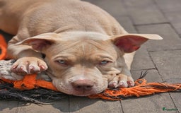 Amerikaanse Bully honden te koop: 2 leuke, teefjes met een zacht karakter .  - Afbeelding 5