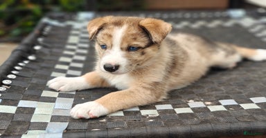 Kruising honden - Advertentie 11
