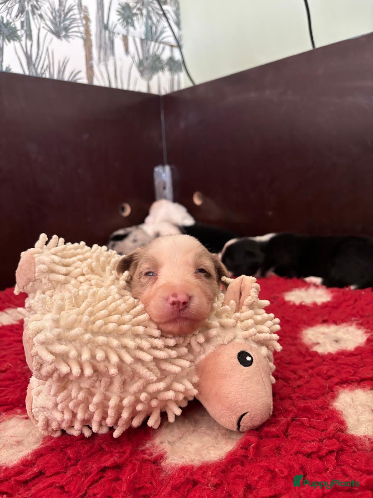 Border Collie honden Bordercollie pups te koop - Advertentie 2