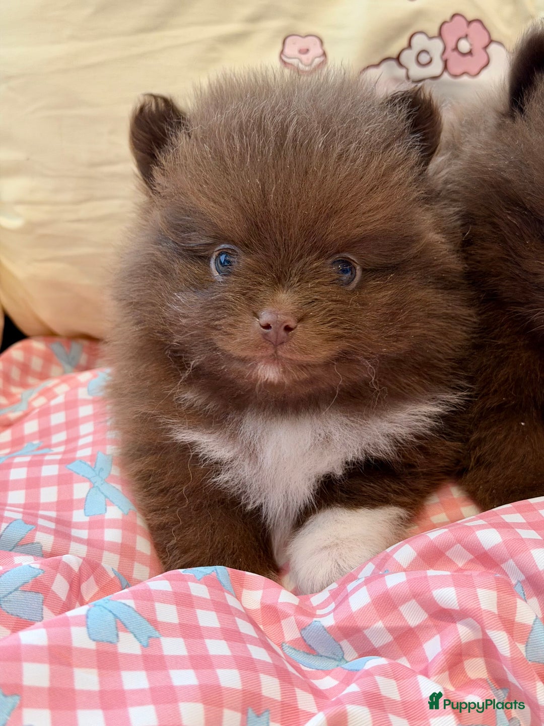 Pomeriaan honden te koop: Choco pomeranian pomeriaan pups te reserveren - Advertentie 13