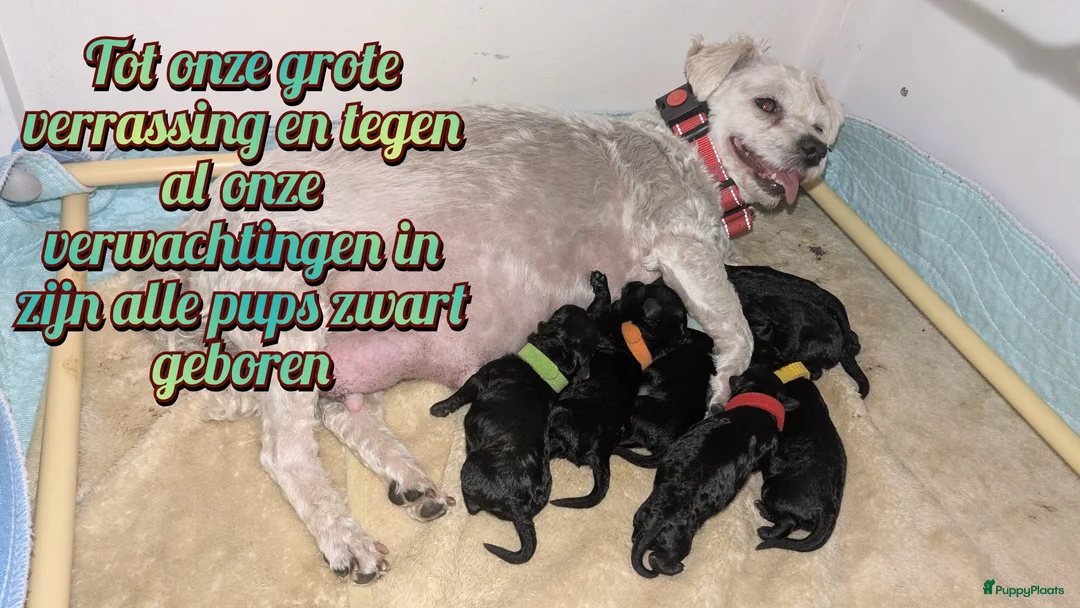 Maltipoo honden te koop: Fantastisch zwarte Maltipoo F1b 🥰 Anti-allergie - Advertentie 4