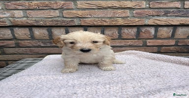 Labradoodle honden - Advertentie 1