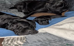 Cane Corso honden te koop: Cane Corso puppy's van 2 maanden oud te koop in Stad aan 't Haringvliet - Afbeelding 3