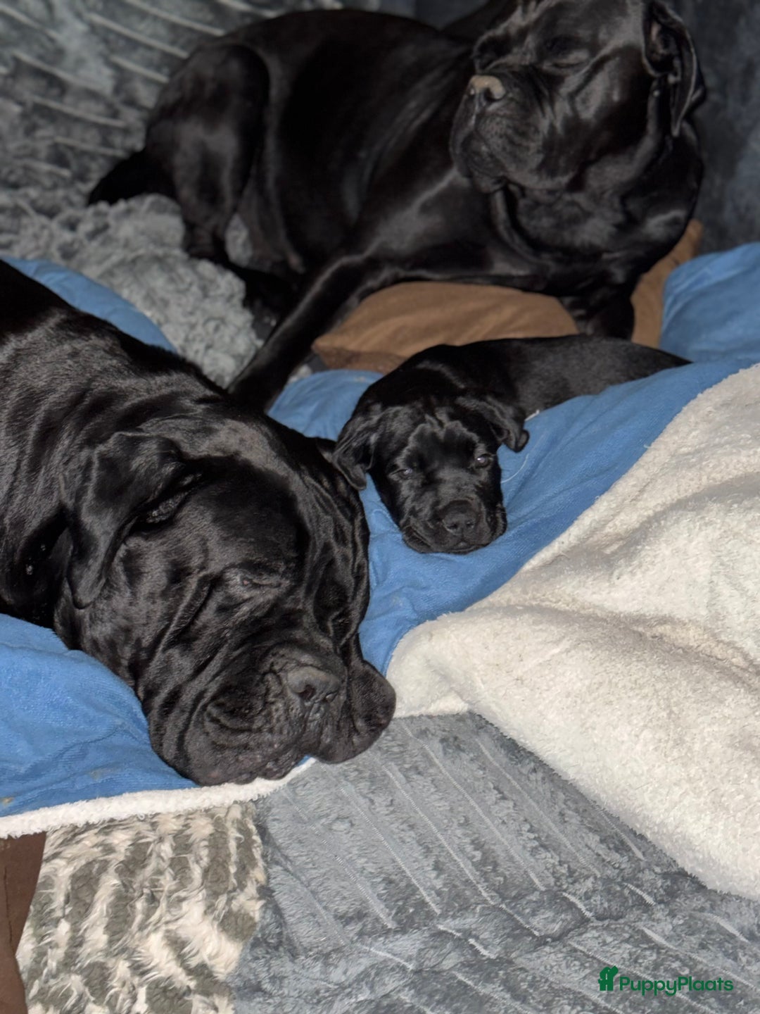 Cane Corso honden te koop: Cane Corso puppy's van 2 maanden oud te koop in Stad aan 't Haringvliet - Afbeelding 3