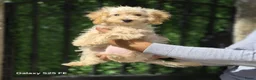 Poedel Toy honden te koop: Mini  Toy Poedel  - Advertentie 7