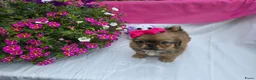 Pekingees honden te koop: Heel mooi Pekinees reutje - Advertentie 32