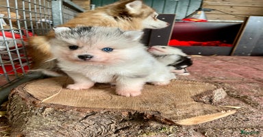Pomsky honden - Advertentie 6