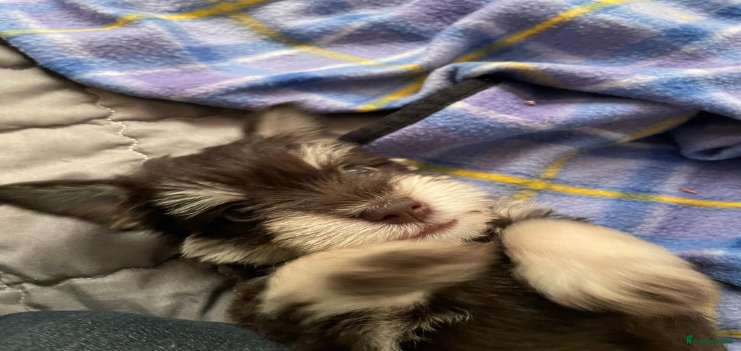 Galerij afbeelding {{count}}