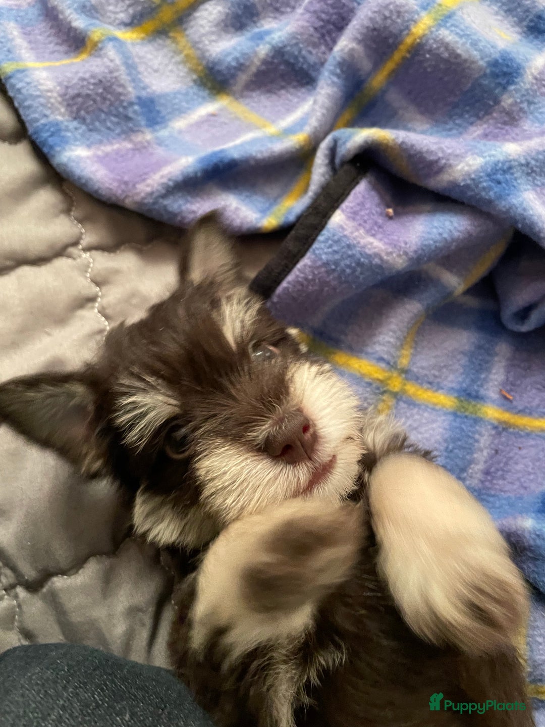 Galerij afbeelding {{count}}