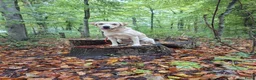 Labrador Retriever honden te koop: Fieldtrial labrador pups - Advertentie 3