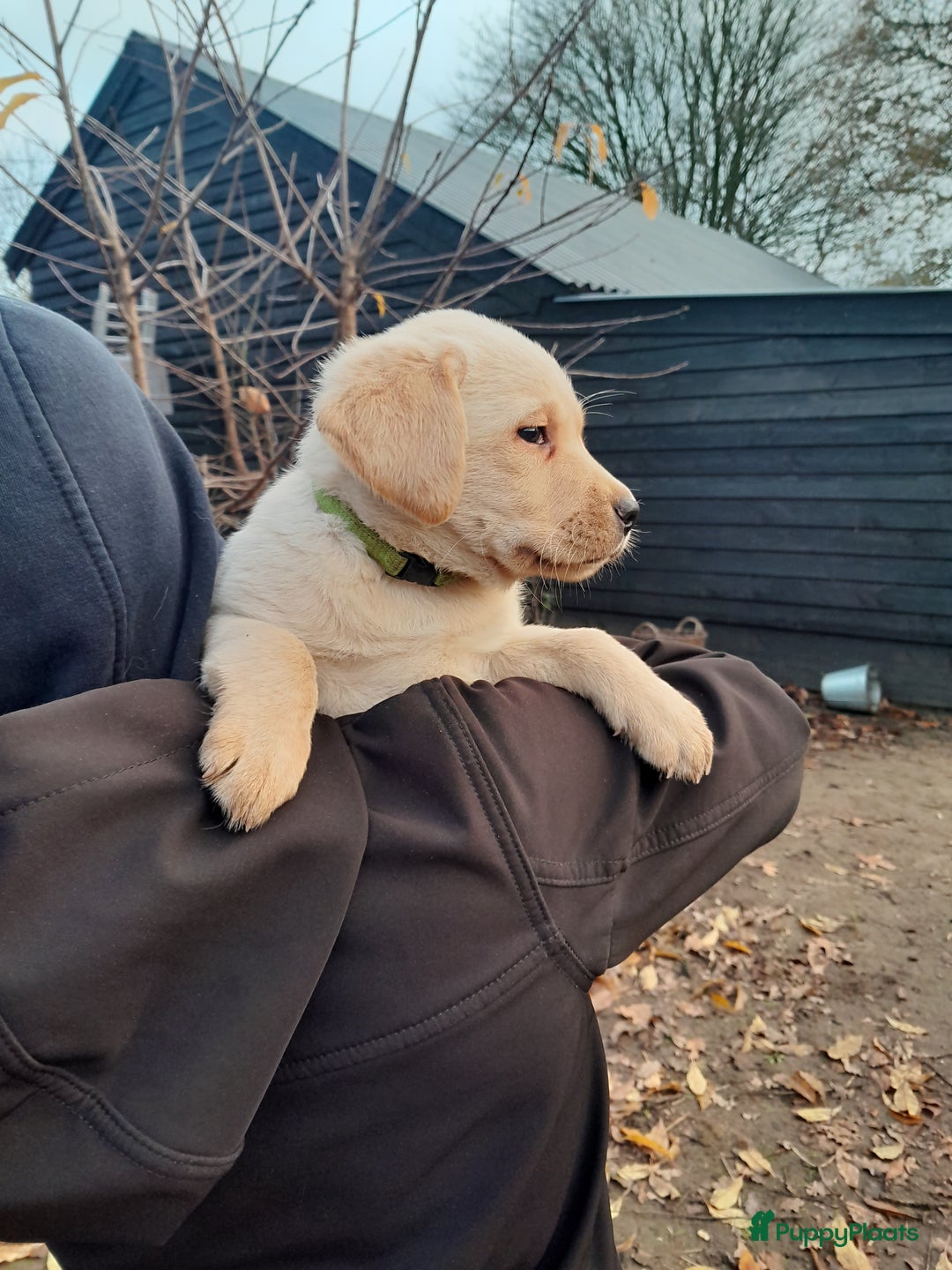 Labrador Retriever honden te koop: Lieve enthousiaste labrador pups - Advertentie 1