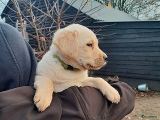 Labrador Retriever honden Lieve enthousiaste labrador pups - Advertentie 9