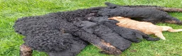 Labradoodle honden te koop: Labradoodle pups reutje en teefjes beschikbaar  - Advertentie 10