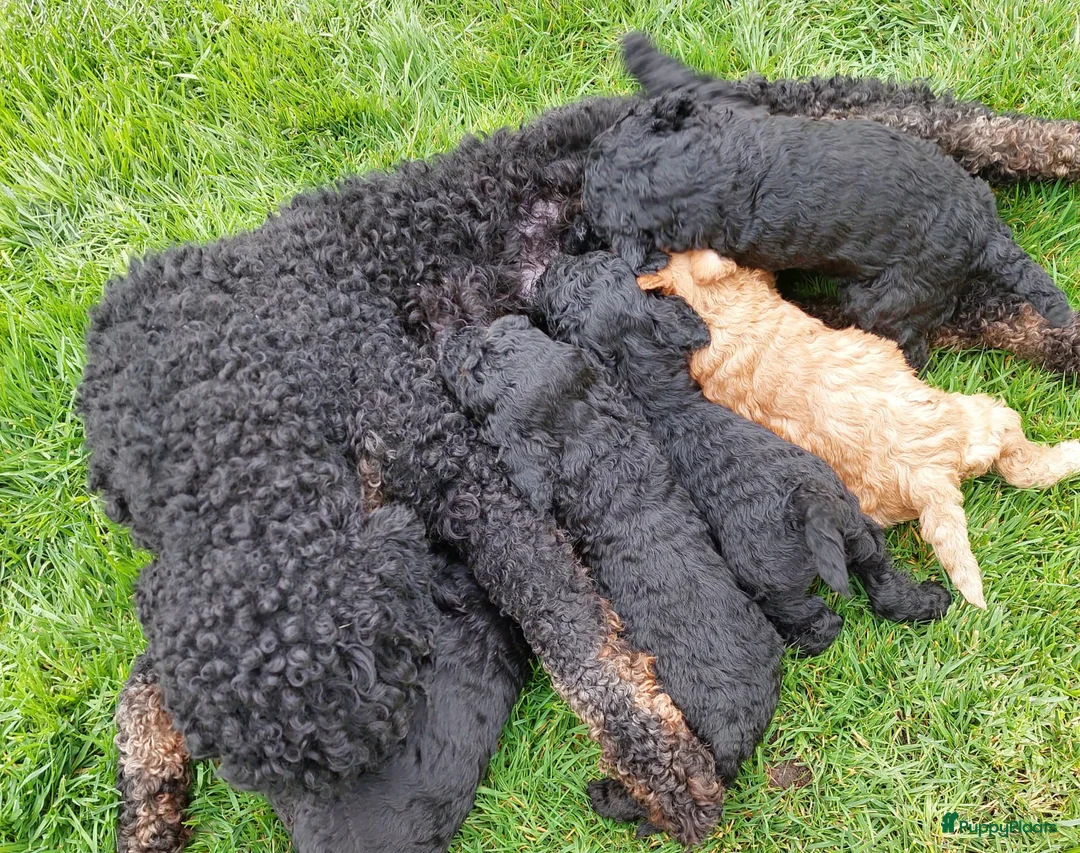 Labradoodle honden te koop: Labradoodle pups reutje en teefjes beschikbaar  - Advertentie 10