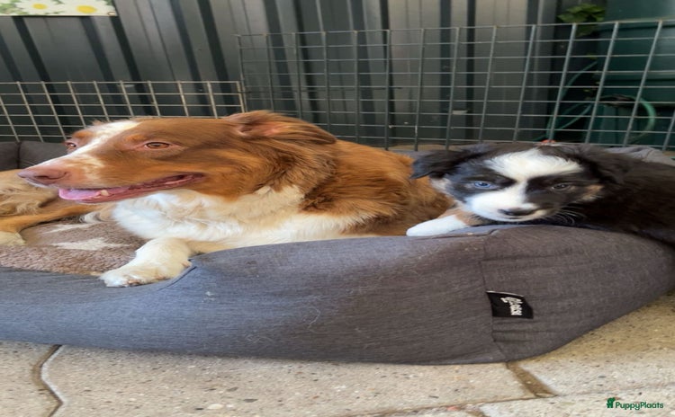 Australian Shepherd honden - Advertentie 1