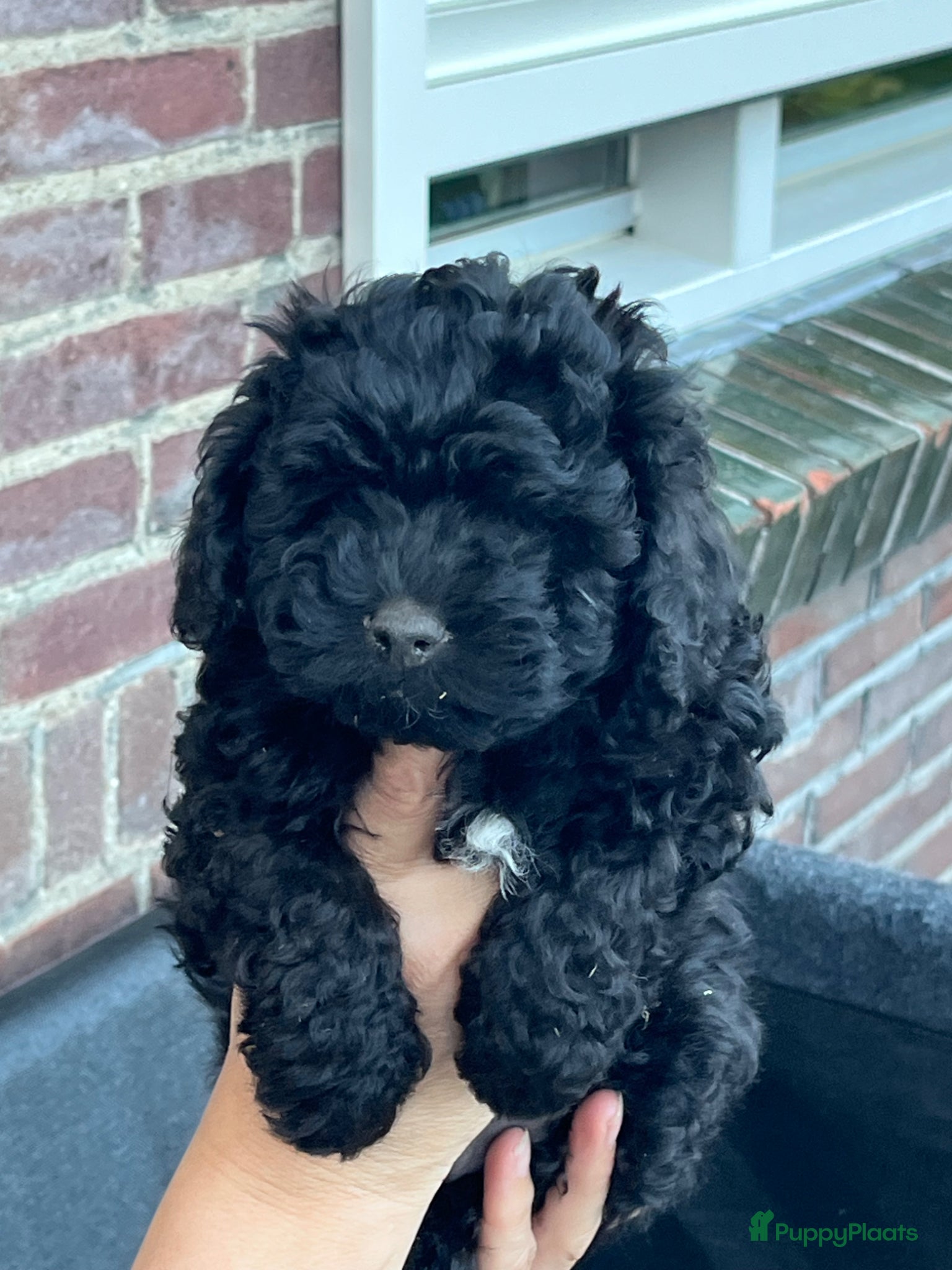 Maltipoo honden te koop: Maltipoo - Advertentie 5