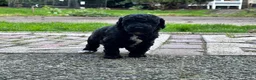 Labradoodle honden te koop: Nog 4 Mini Labradoodle pups beschikbaar.  - Advertentie 28