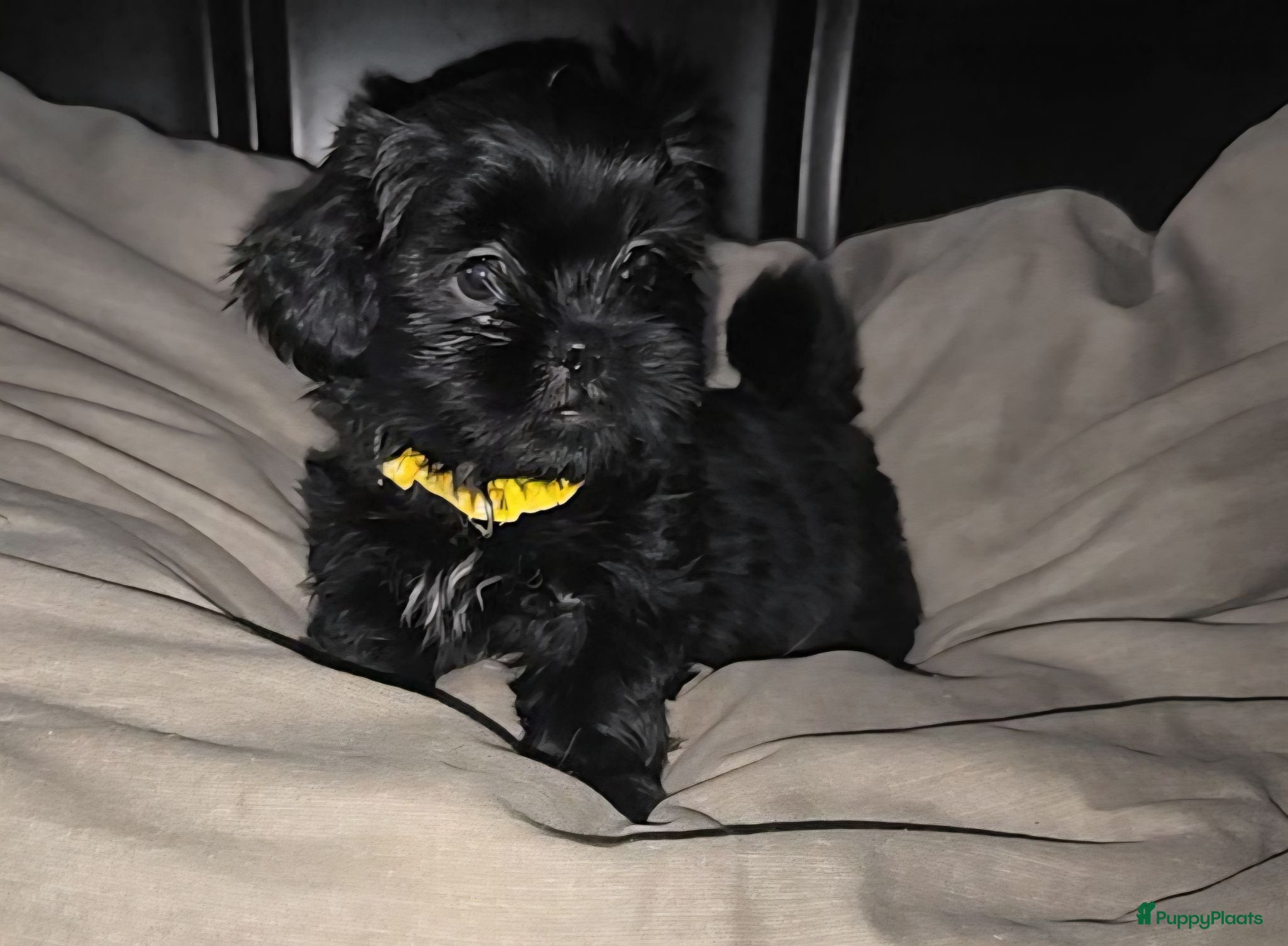 Kruising honden Shadow 🖤 Shih-Tzu/Boomer pup. Nieuwe foto's  - Advertentie 18