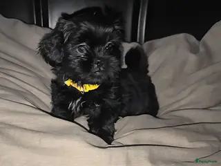Kruising honden Shadow 🖤 Shih-Tzu/Boomer pup. Nieuwe foto's - Advertentie 18