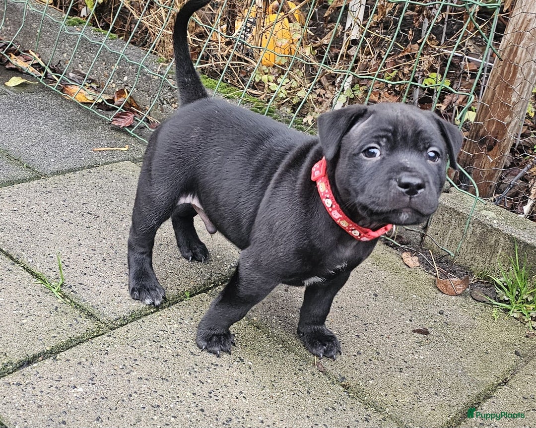 Engelse Stafford honden te koop: Engelse Staffordshire Bull terrier, Laatse Pup! - Advertentie 6