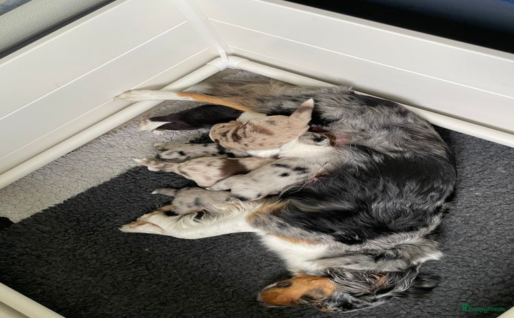 Australian Shepherd honden - Advertentie 2