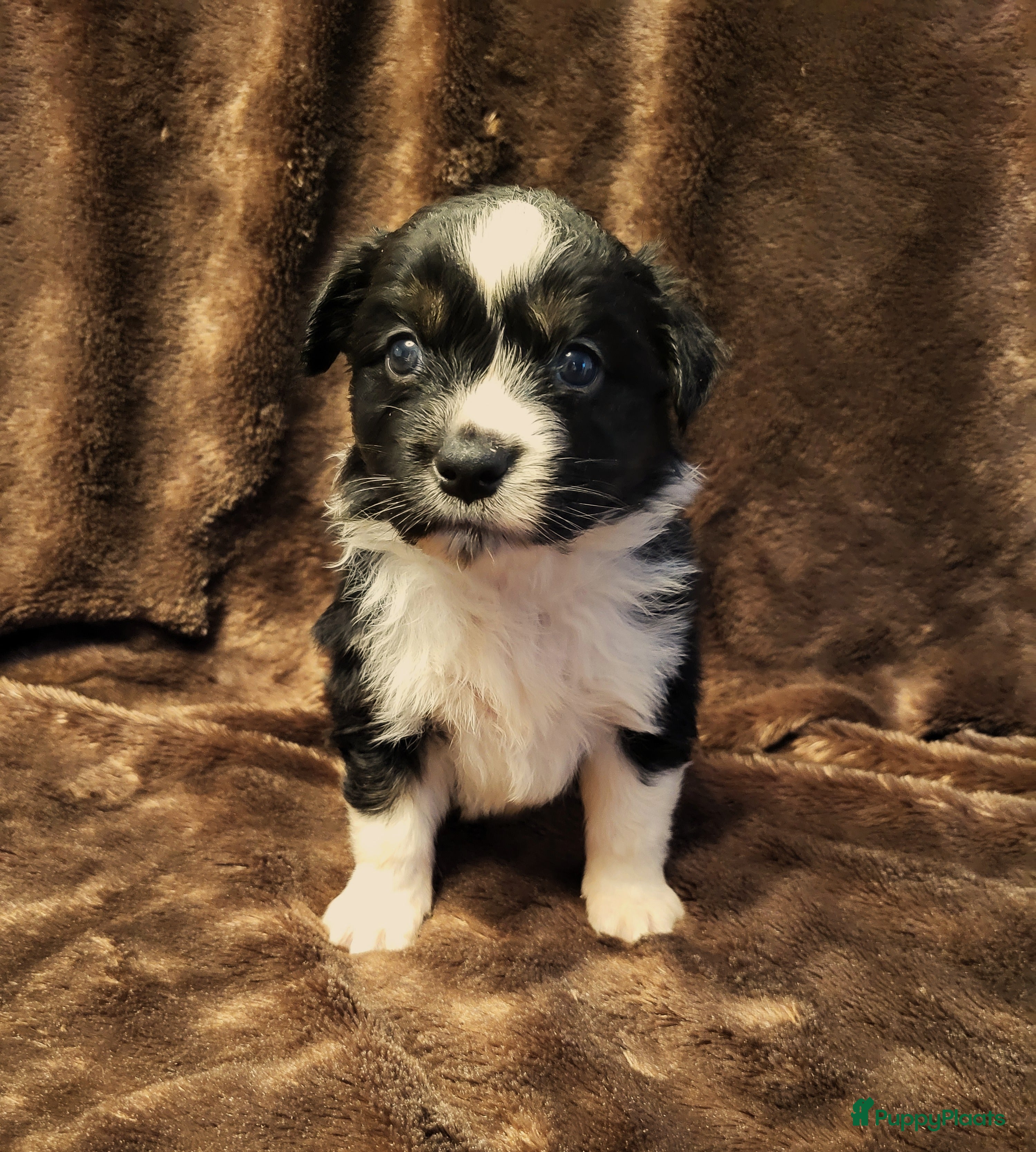 Australian Shepherd honden Aiustralian Shepherd teefje met FCI Stamboom - Advertentie 2