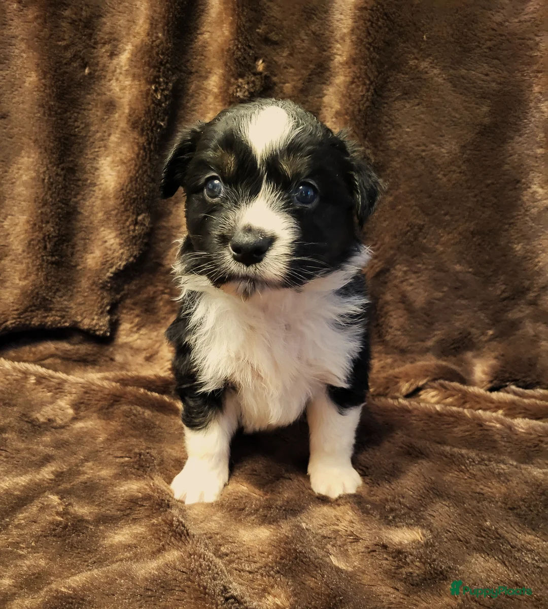 Australian Shepherd honden te koop: Aiustralian Shepherd teefje met FCI Stamboom - Advertentie 2