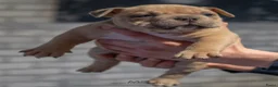 Amerikaanse Bully honden ter dekking: American Bully dekreu (getest) - Advertentie 14