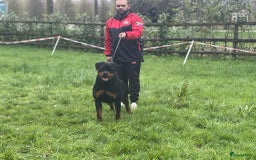 Rottweiler honden te koop: Prachtige super knappe puppy’s  in Haps - Afbeelding 6