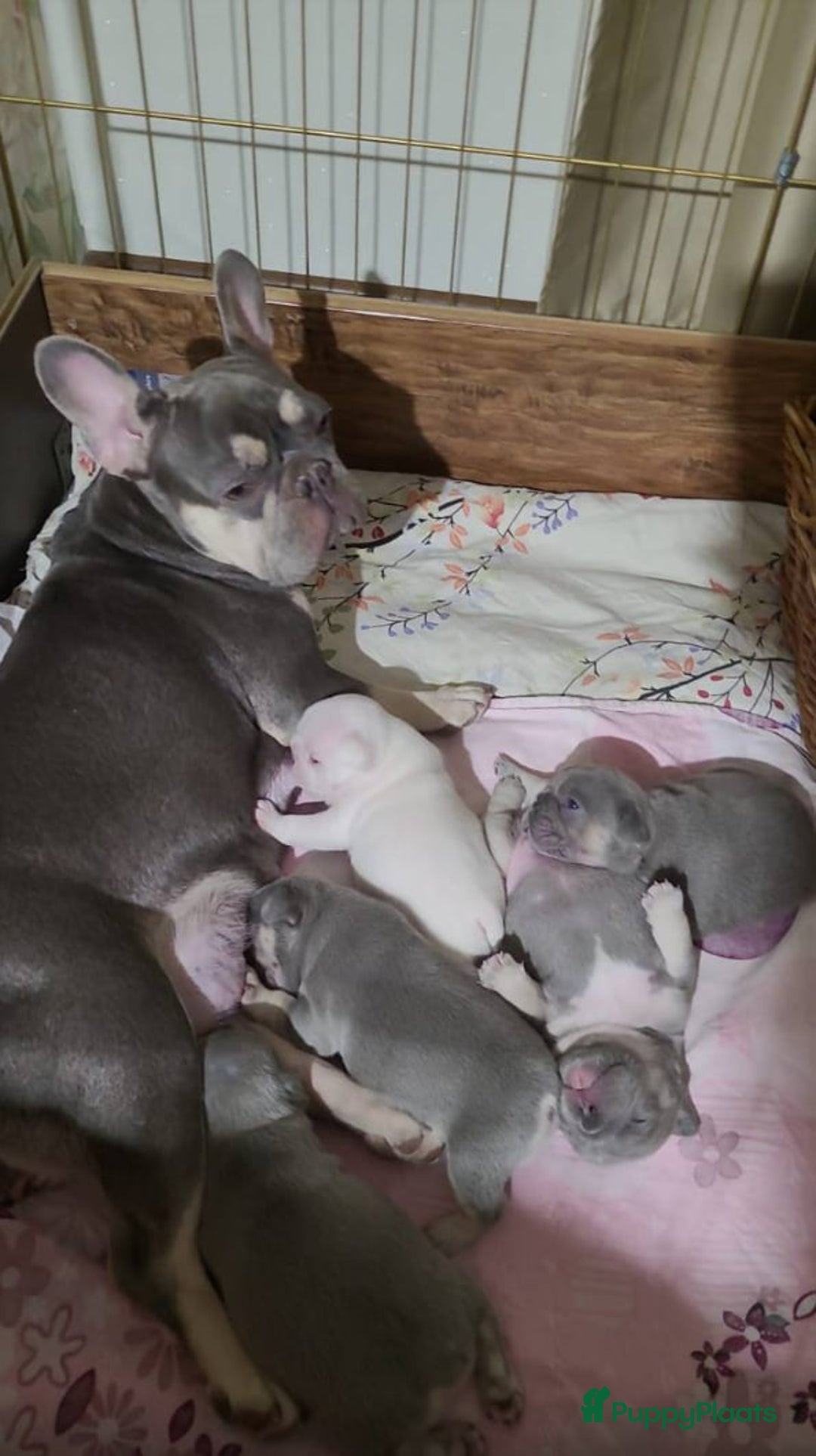 Franse Bulldog honden te koop: Franse buldog - Advertentie 3