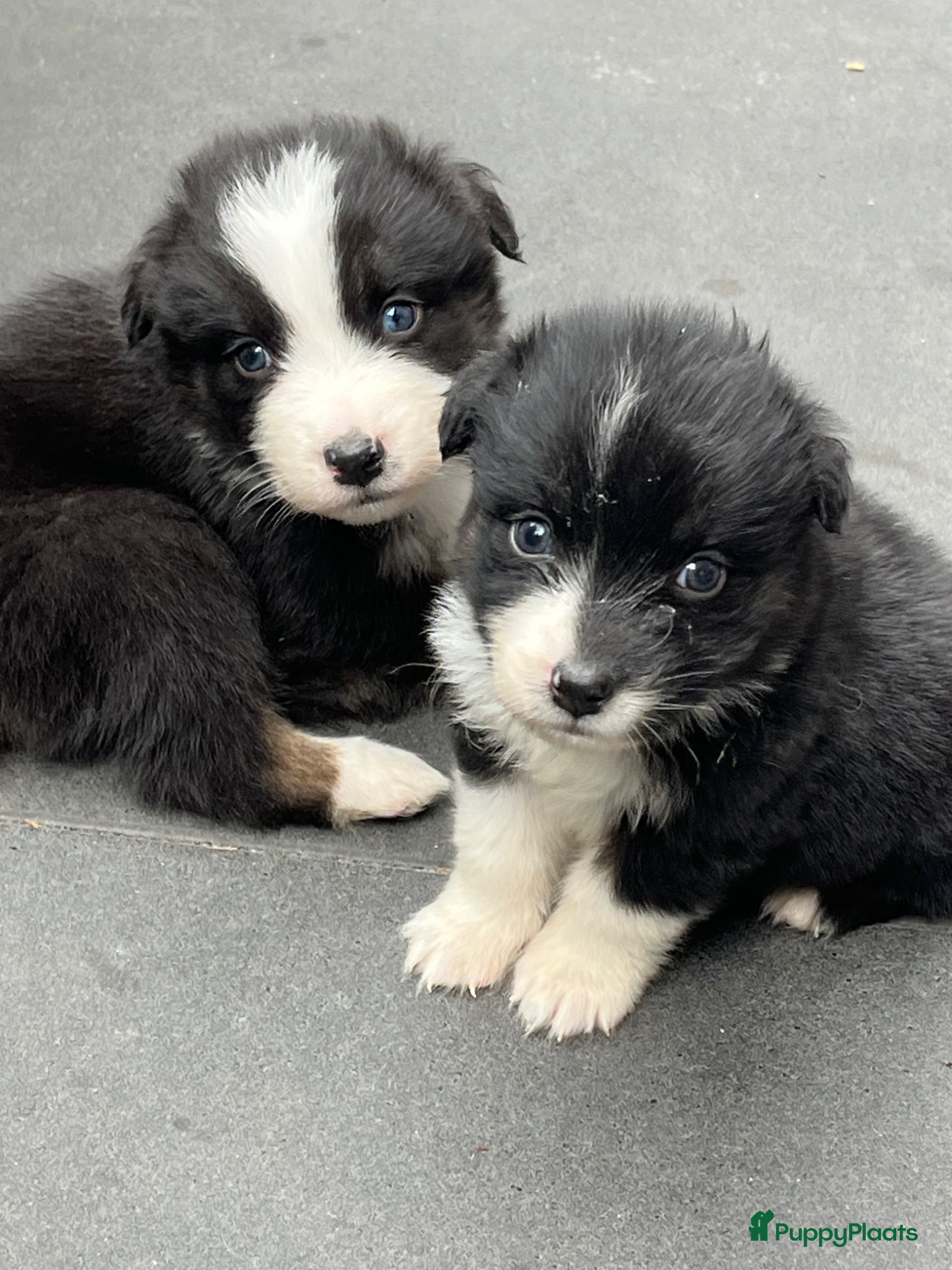 Australian Shepherd honden Super leuke Ausie pups - Advertentie 3