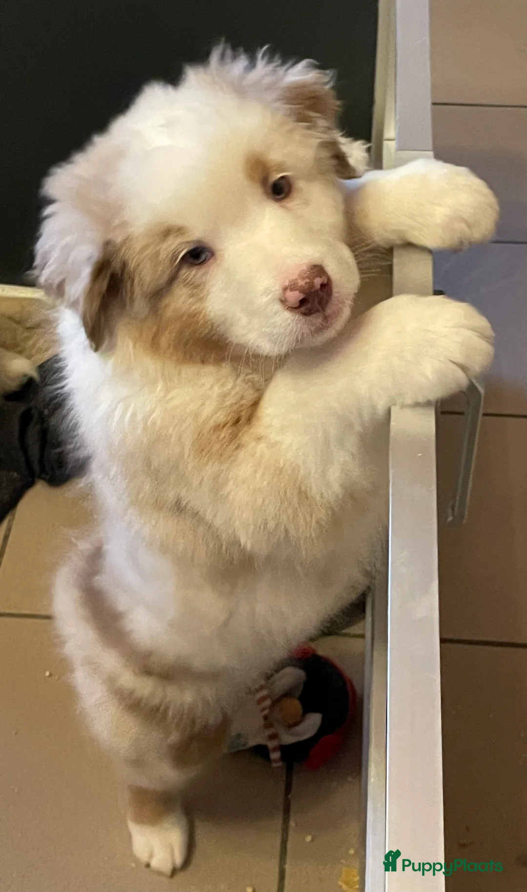 Australian Shepherd honden te koop: Australische herder pups - Advertentie 5