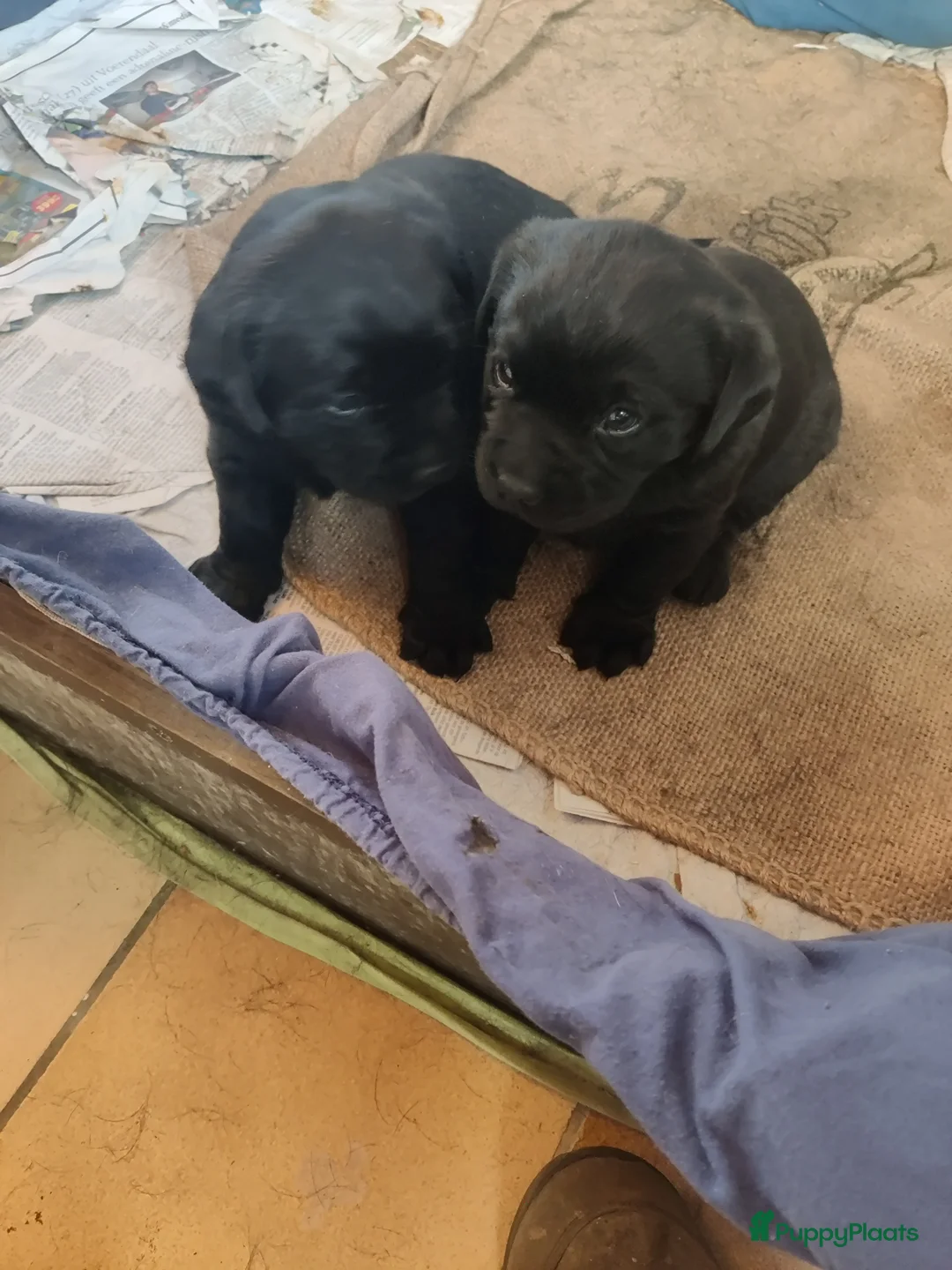 Labrador Retriever honden te koop: 2 mooie weldoorvoede zwarte labrador pups te koop in Roggel - Advertentie 2
