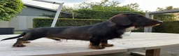 Ruwhaar Teckel honden te koop: Teckel ruwhaar pups standaard FCI-stamboom - Advertentie 9