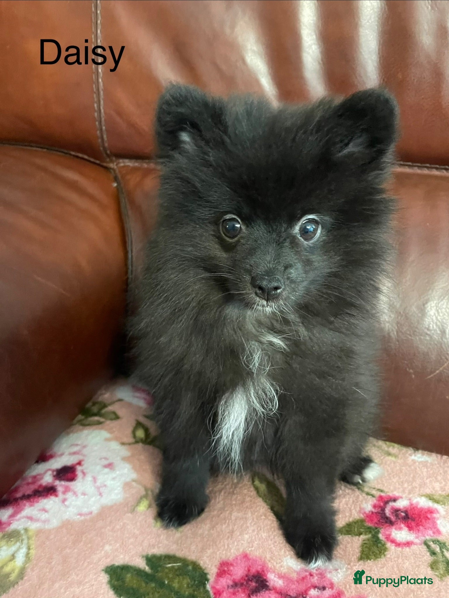 Pomeriaan honden 3 Prachtige Pomeriaan/dwergkees pups.🩷💙💙 - Advertentie 2