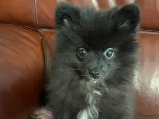 Pomeriaan honden 3 Prachtige Pomeriaan/dwergkees pups.🩷💙💙 - Advertentie 2