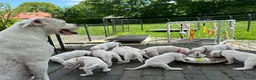 Dogo Argentino honden te koop: Dogo Argentino pups VDH/FCI-familiefokkerij - Advertentie 6
