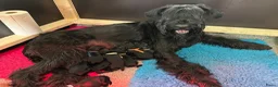 Riesenschnauzer honden te koop: Riesenschnauzer puppy’s - Advertentie 1