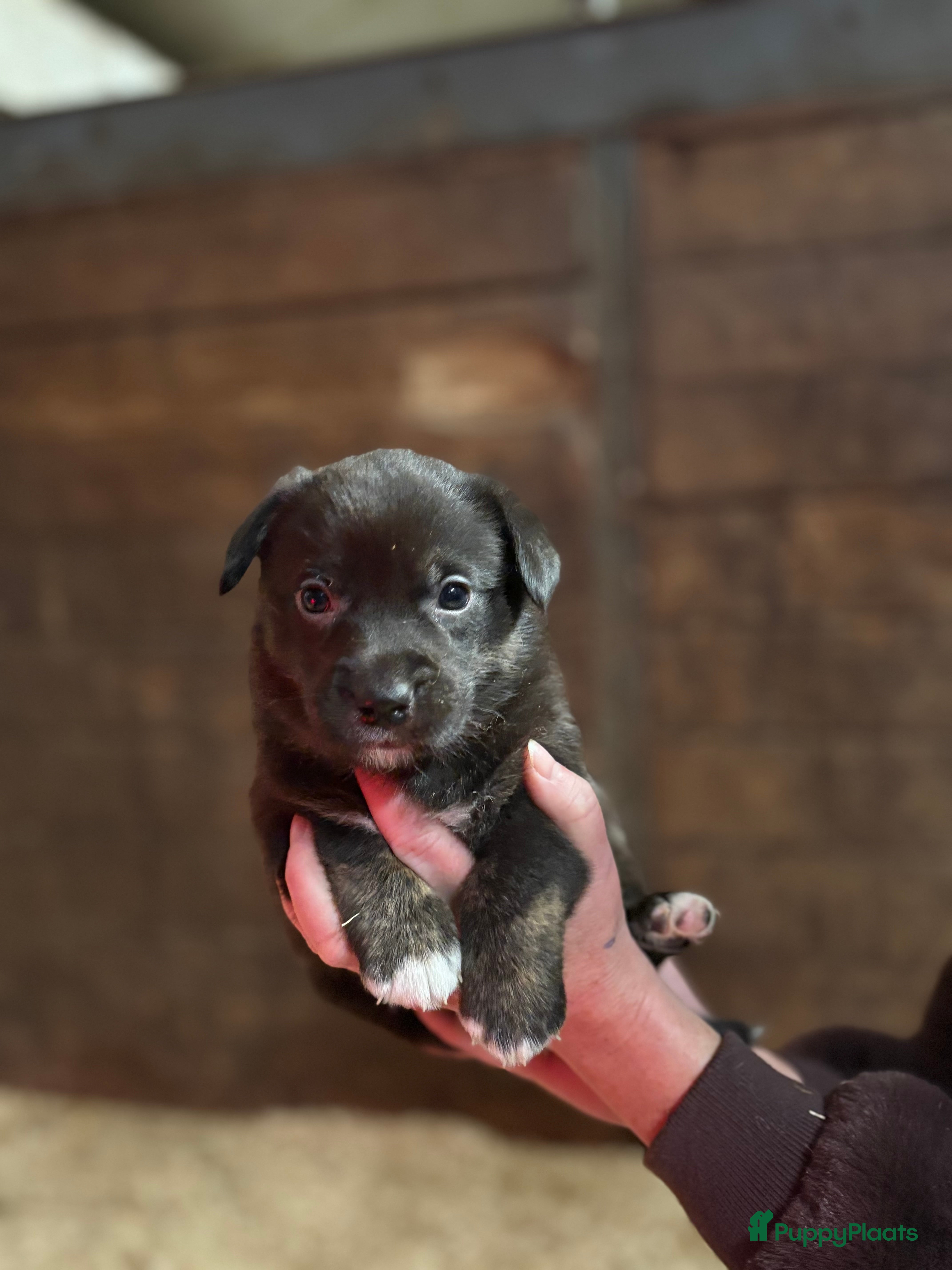 Welsh Corgi Cardigan honden Welsh Corgi Cardigan pups - Advertentie 2