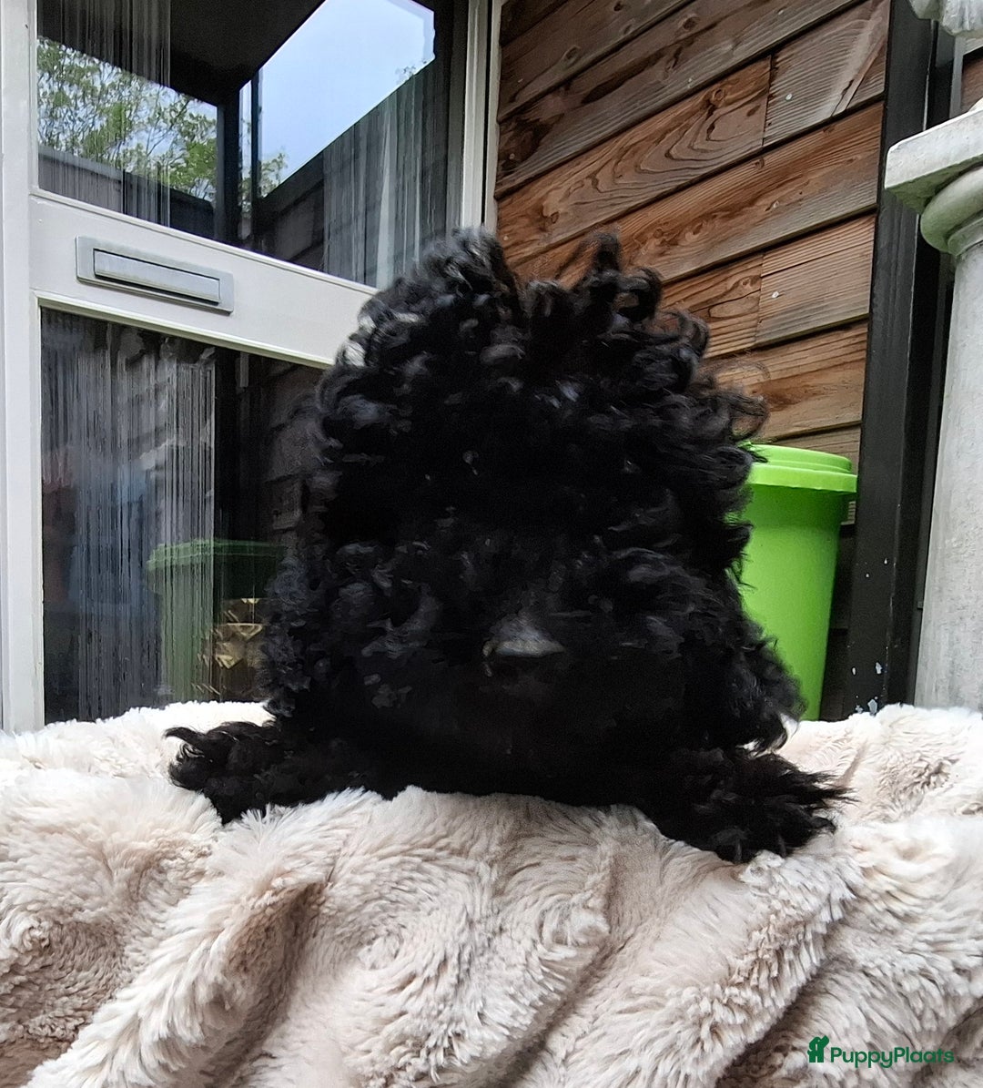 Poedel Toy honden te koop: Toy poedel teefje  in Oss - Afbeelding 1