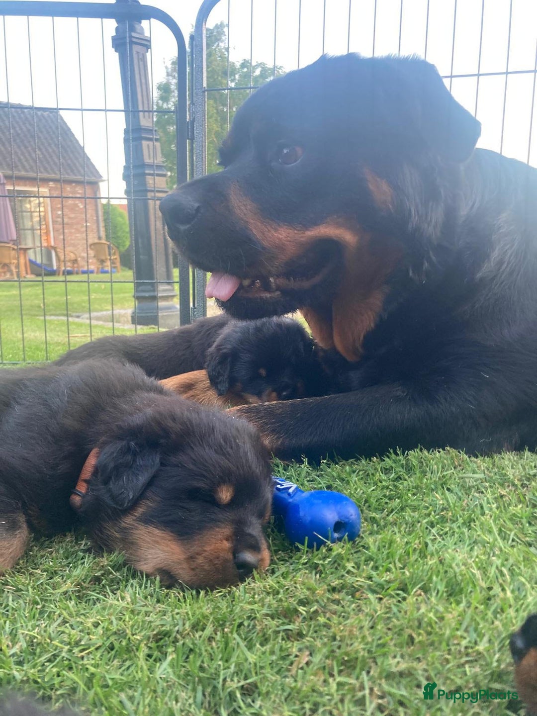 Rottweiler honden te koop: Mooie Rottweiler pups - Afbeelding 19