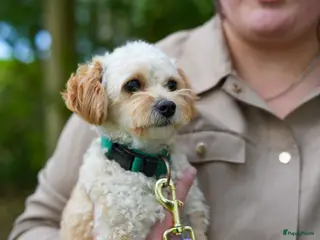 Maltipoo honden Toypoedel/Maltipoo dekreu, liefste knuffelkont🥰 - Advertentie 9