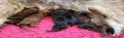 Havanezer honden te koop: Havanezer pups met FCI stamboom - Advertentie 2