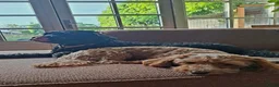 Labradoodle honden te koop: Roxy bijna mama van 5 of 6 puppy's! ♡ - Advertentie 3